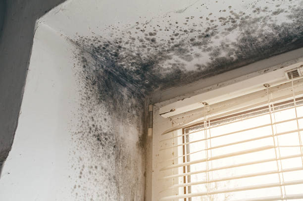 Affordable Mold Remediation solutions in Richardson, TX