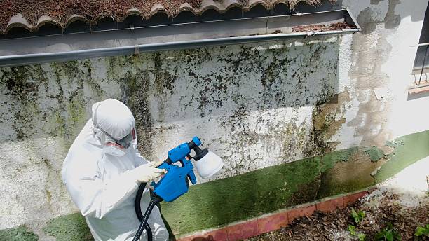 Top rated local Mold Remediation specialists in Richardson, TX